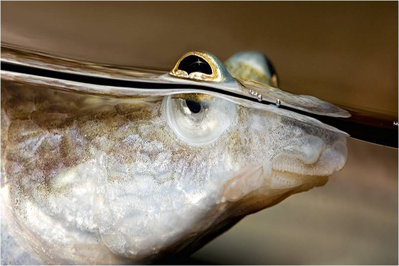 four-eyed fish