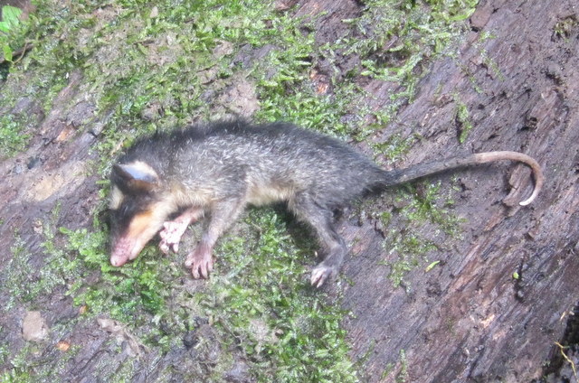 four-eyed opossum