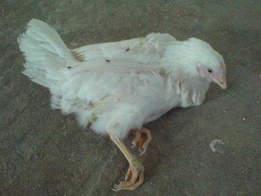 fowl paralysis