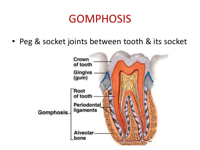 gomphosis