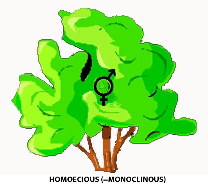 homoecious