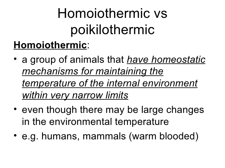 homoiothermic