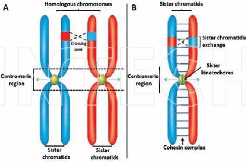 homologous chromosome