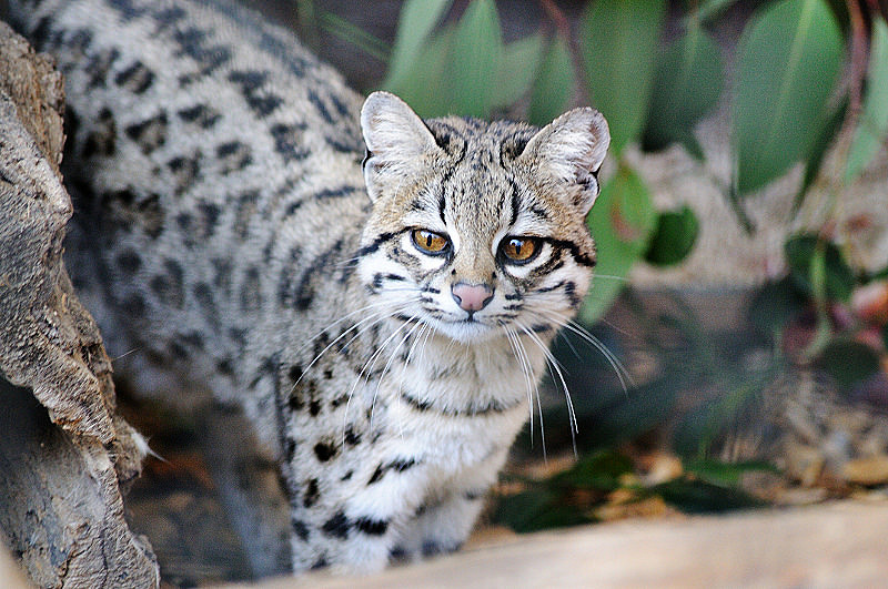 little spotted cat