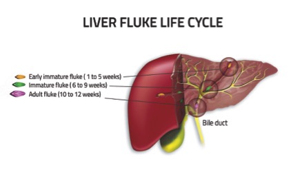 liver fluke
