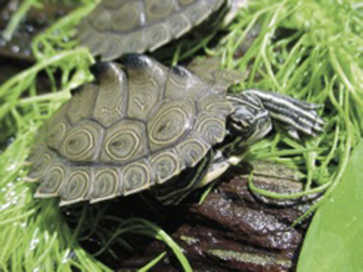 map turtle