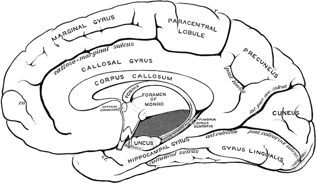 marginal gyrus