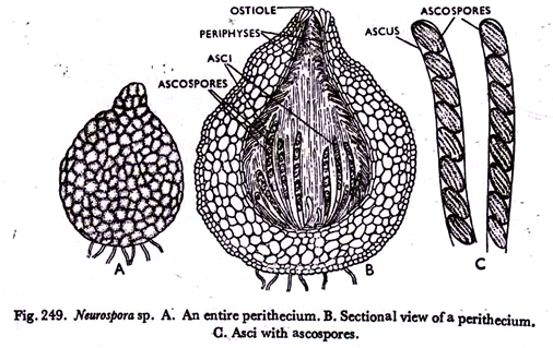 perithecium