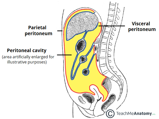 peritoneal cavity