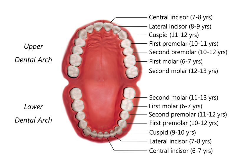 permanent tooth