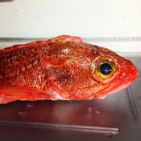 rosefish