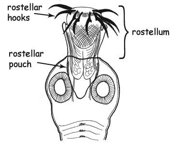 rostellum