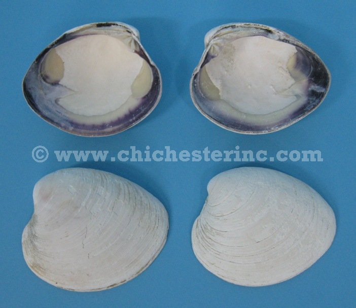 round clam
