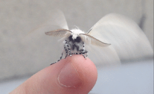 silkworm moth