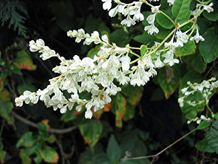 silver-lace vine