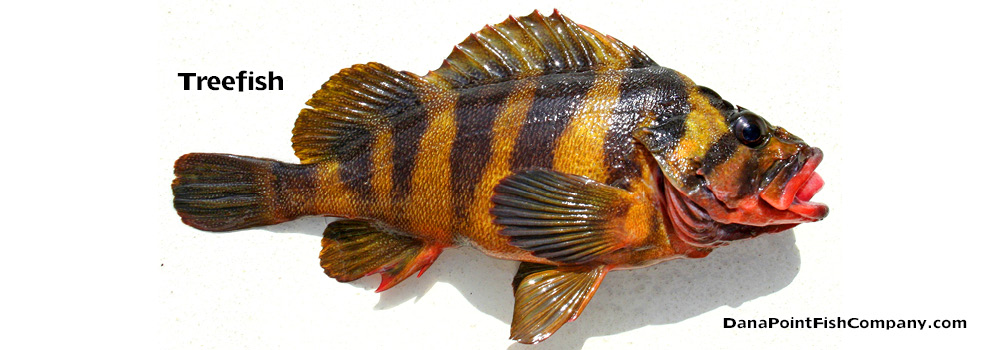 treefish