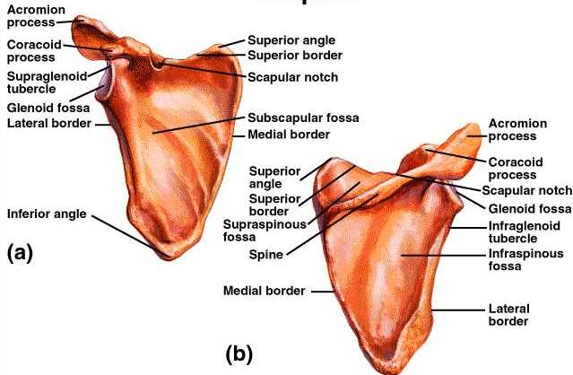 triangular bone