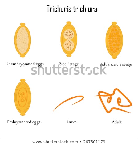 Trichuris