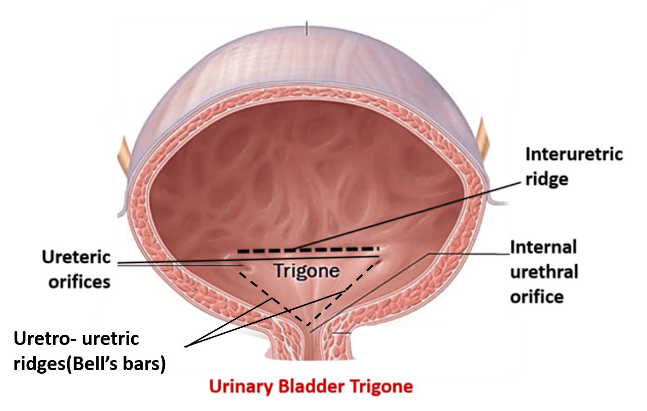 Осмотр мочевого пузыря латынь. Trigone of Urinary bladder. Мочевой пузырь анатомия. Строение мочевого пузыря. Мочевой пузырь анатомия латынь.