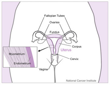 uterine cavity