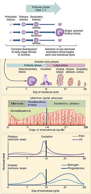 uterine cycle