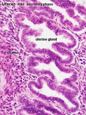 uterine gland