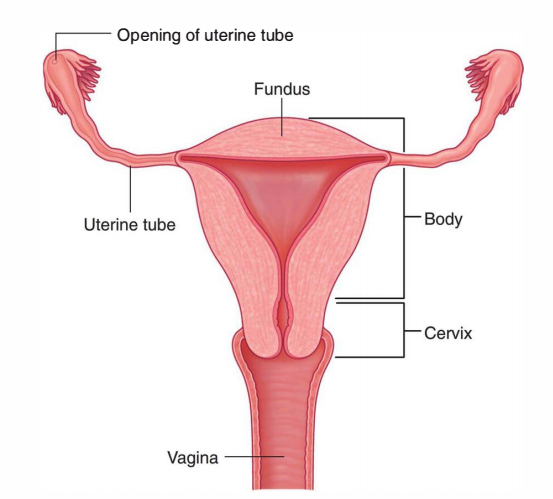 uterine tube