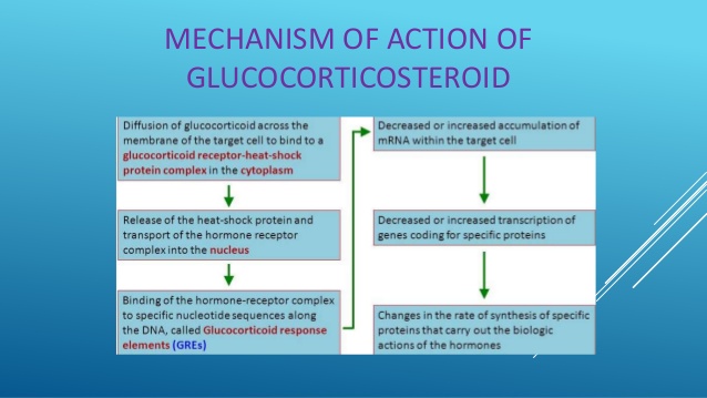 MECHANISM OF ACTION OF MINERALOCORTICOSTEROID