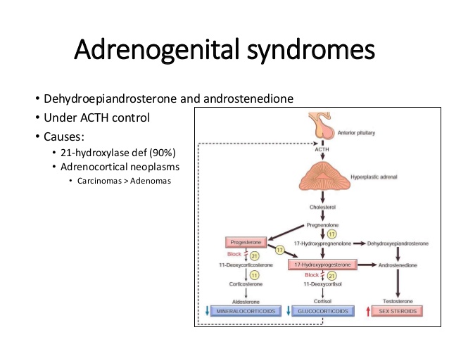 Adrenogenital syndrome defenition