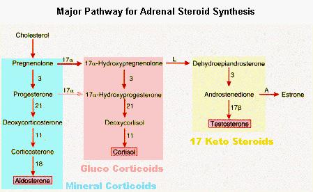 Adrenogenital Syndrome (Congenital Adrenal Hyperplasia)