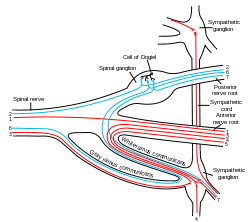 Autonomic nervous system (ANS) afferent. Note that this image merely  depicts pathways in a schematic fashion – it