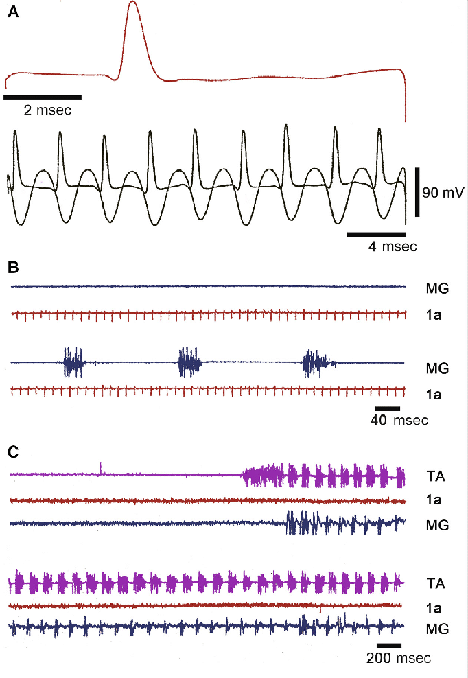 Orthodromic action potentials in a single 1a afferent fiber of a dorsal  | Download Scientific Diagram
