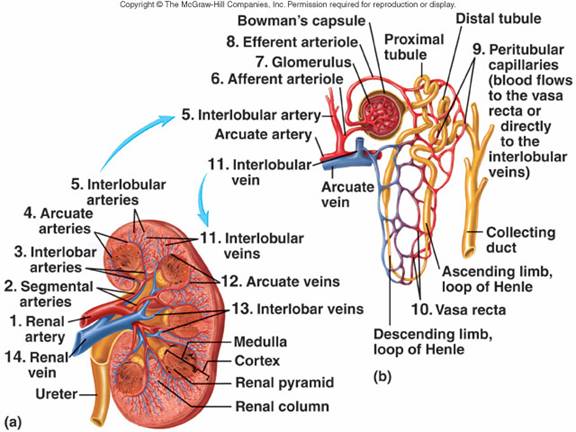 afferent glomerular arteriole