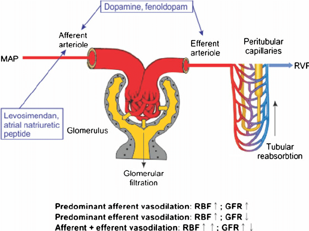 Differential effects of renal vasodilators on preglomerular (afferent  arteriole) and postglomerular (efferent arteriole