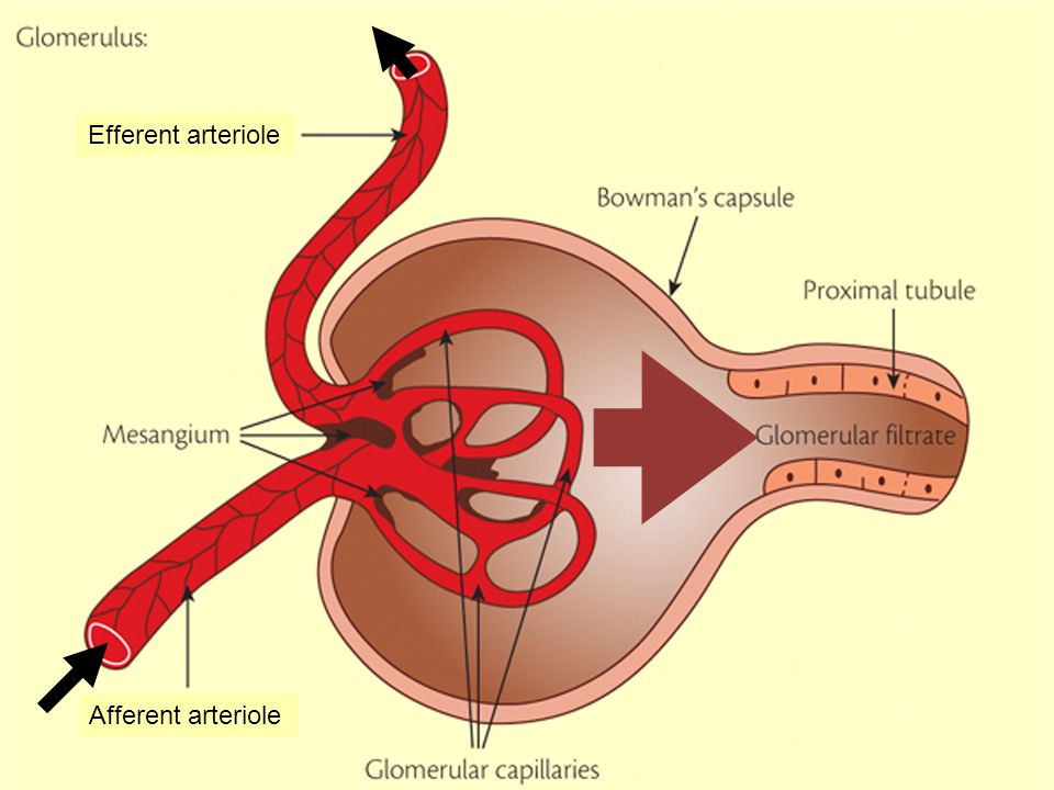 1 Efferent arteriole Afferent arteriole