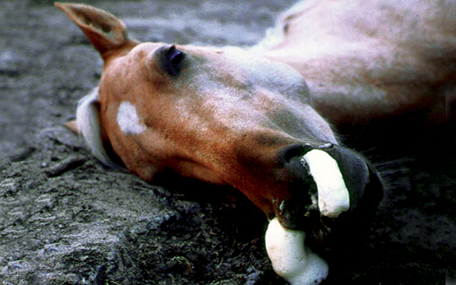 African Horse Sickness · VIP