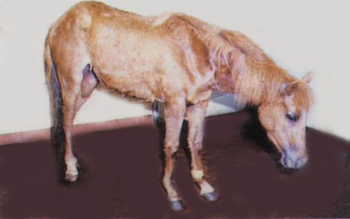 African Horse Sickness. Photo by AJ Cann (CC BY-NC 2.0)