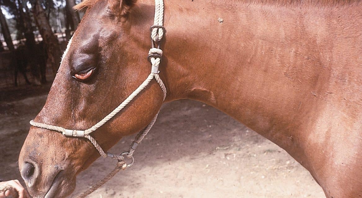 Researchers Digging Deeper into African Horse Sickness