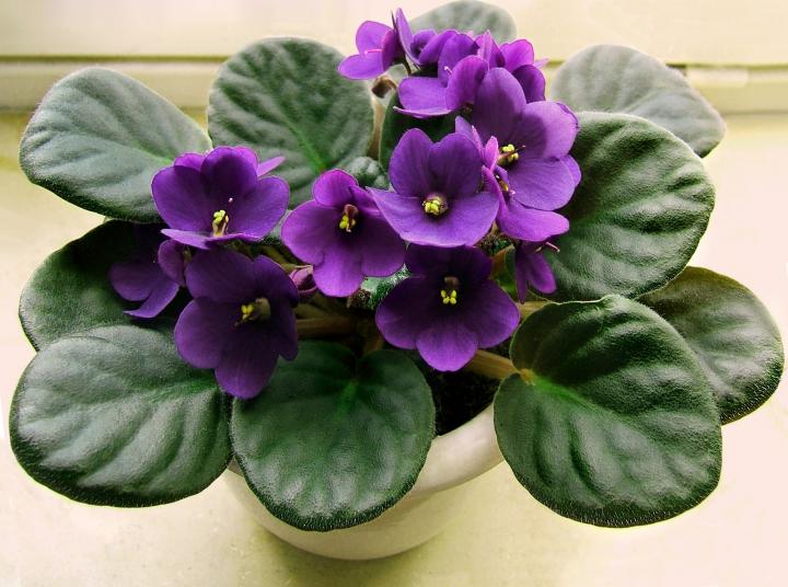 african-violet-houseplant