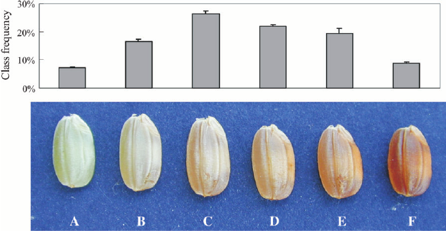 After-ripening curves of red rice caryopses dehulled before or after dry  after-ripening (harvest 2000). At the reported times, all the seeds that  had