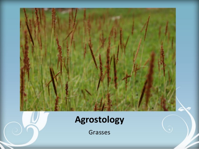 Agrostology Grasses; 14.