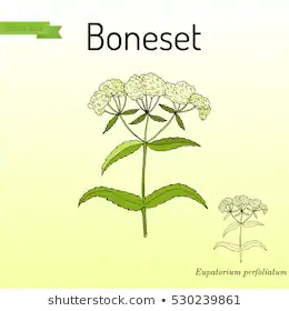 Boneset (Eupatorium perfoliatum), or agueweed, feverwort, sweating-plant.  Hand
