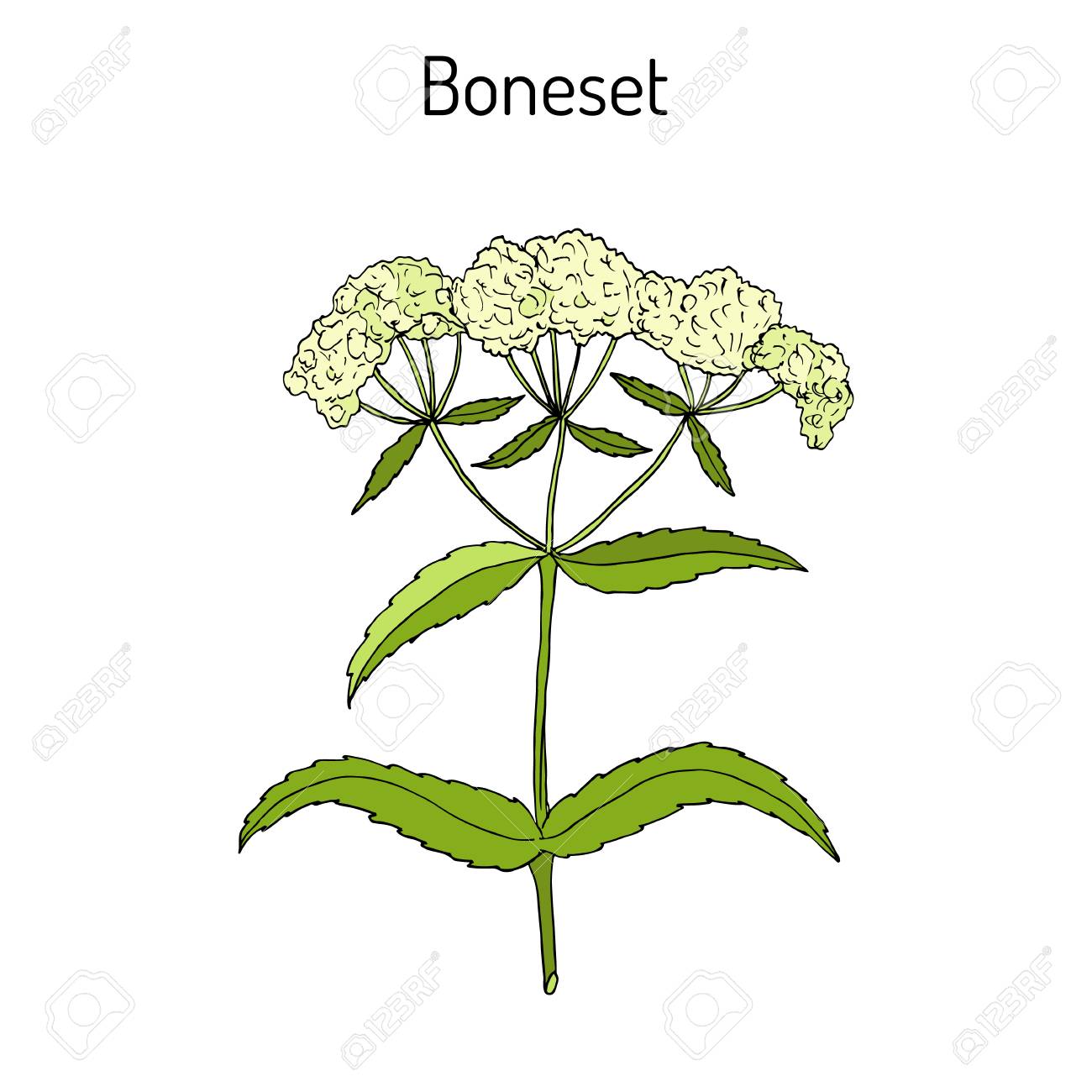 Boneset Eupatorium perfoliatum , or agueweed, feverwort, sweating-plant.  Stock Vector -
