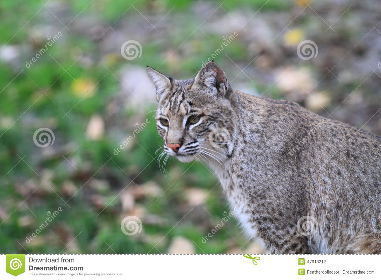 Bobcat or Bay Lynx
