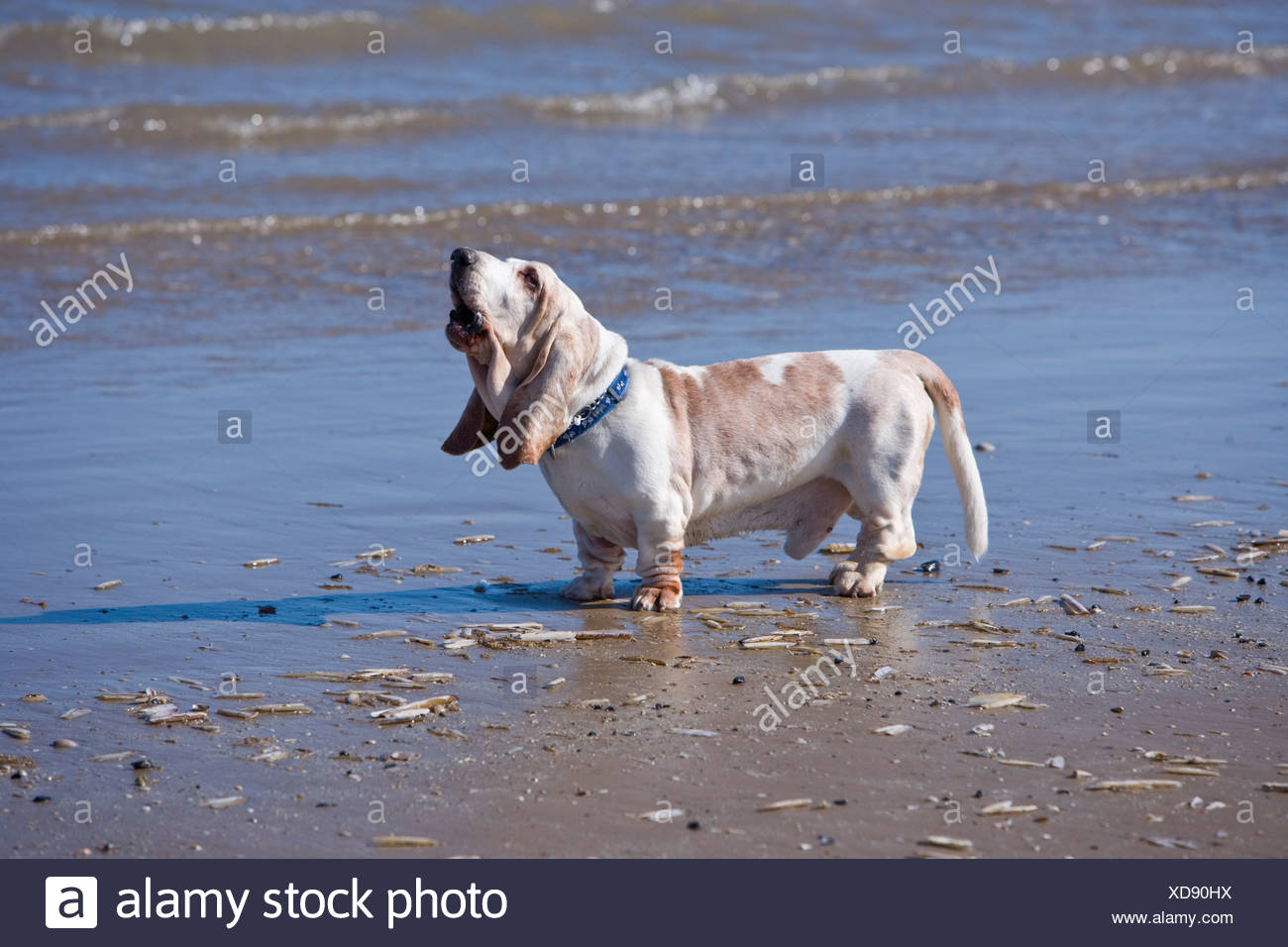 basset hounds baying on the beach - Stock Image