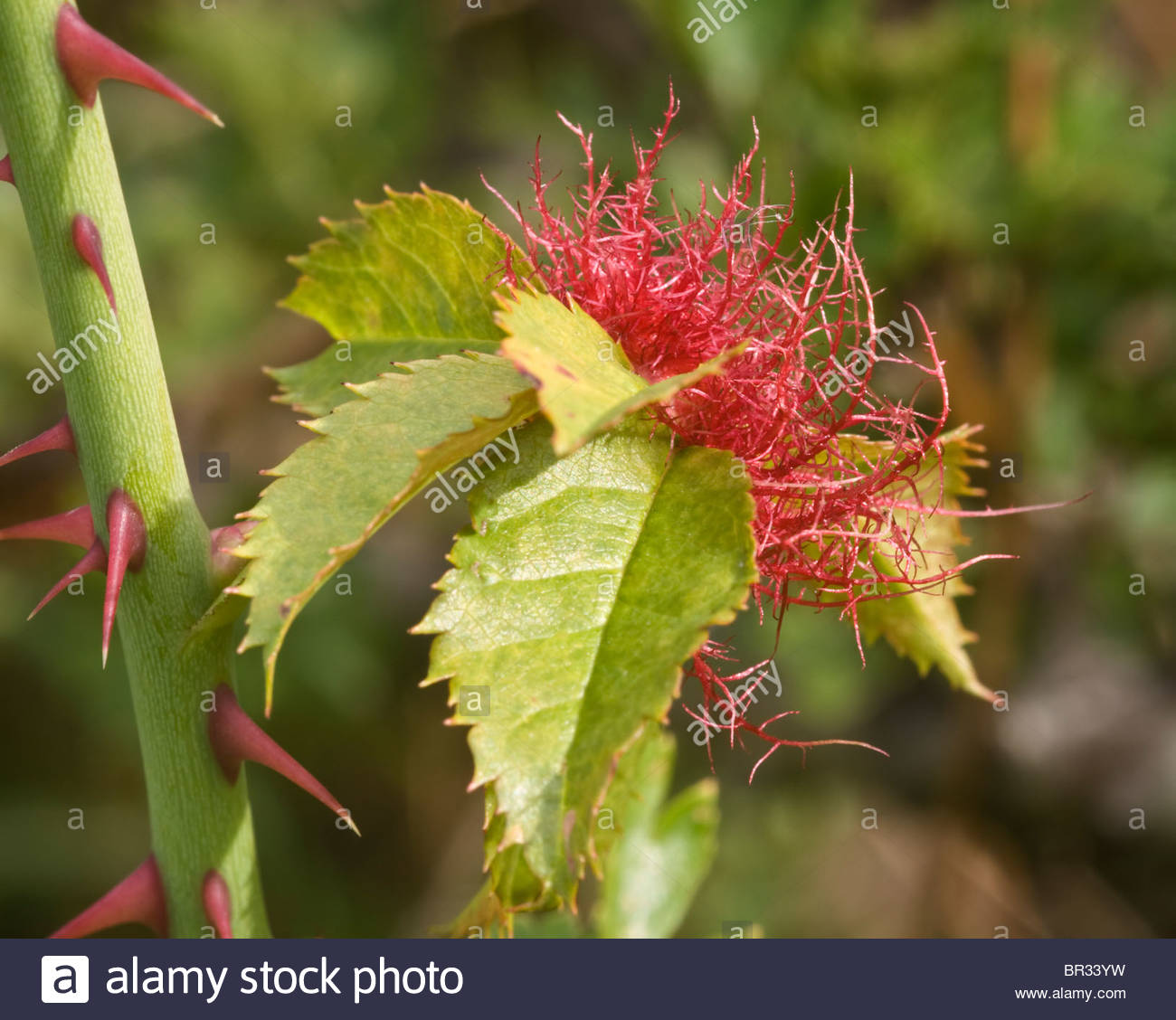 Wasp gall known as Robins pincushion (Rose bedeguar gall) on a dog rose