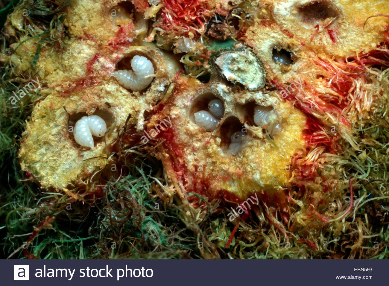 mossy rose gall wasp, bedeguar gall wasp (Diplolepis rosae, Rhodites  rosae), larvae in a sliced gall