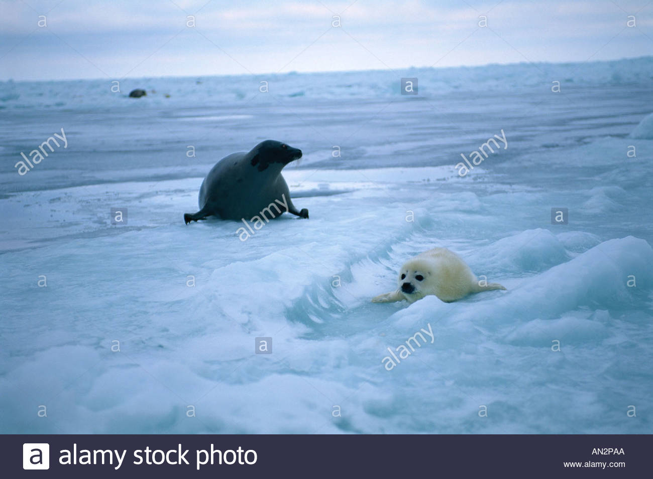 Mother and baby seal lying on ice - Stock Image