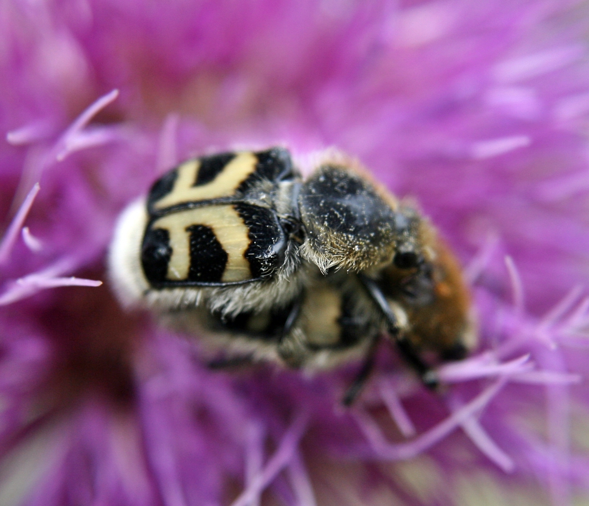 File:Bee-Beetle-Mating.jpg