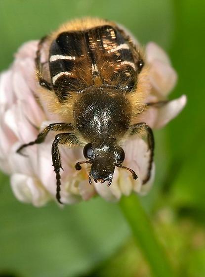 Bee Mimic Beetle - Trichiotinus assimilis